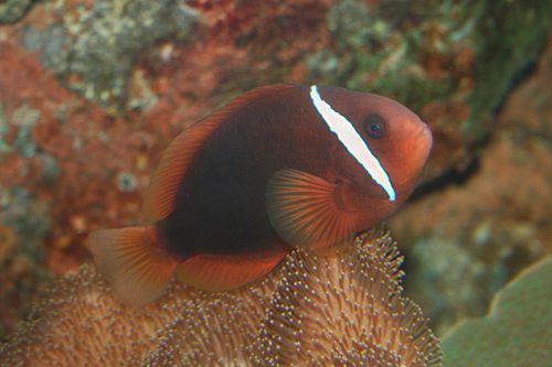 Tomato clownfish